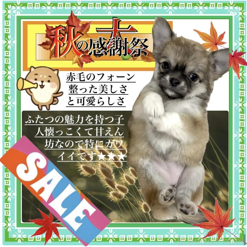 販売中の大阪府のチワワ(ロングコート)-412802の1枚目