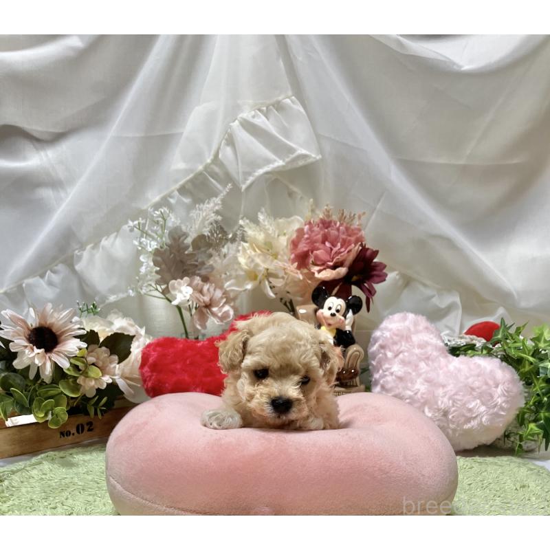 販売中の兵庫県のティーカッププードル-413257の1枚目