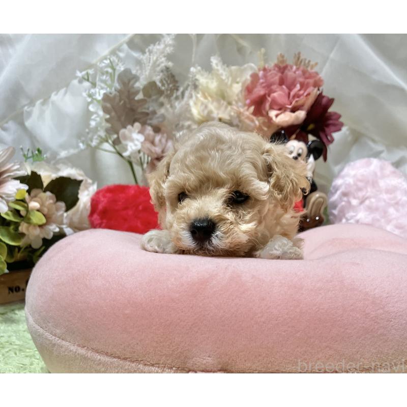 販売中の兵庫県のティーカッププードル-413257の3枚目