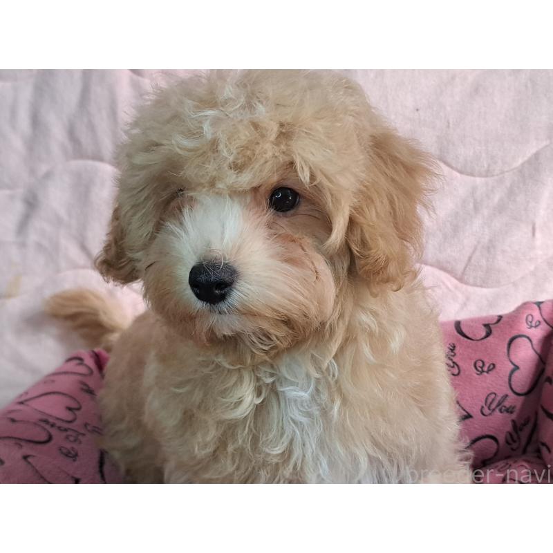 販売中の愛知県のマルプー:マルチーズ×トイプードル-395869の9枚目
