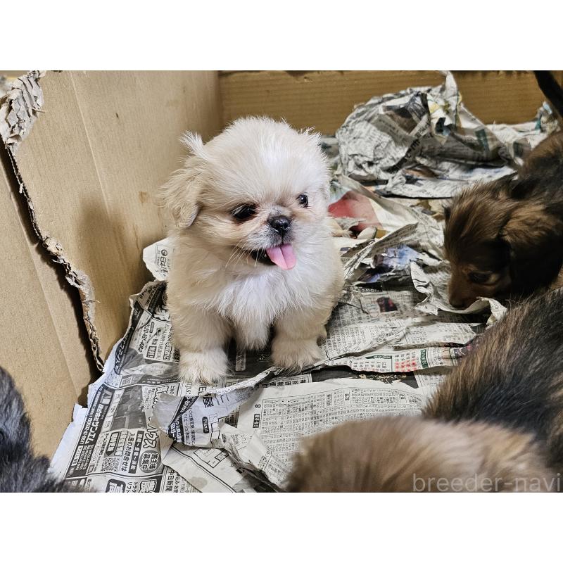 販売中の愛知県のペキニーズ-412807の3枚目