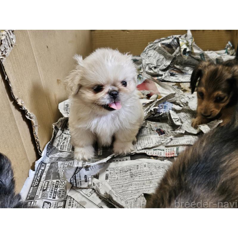 販売中の愛知県のペキニーズ-412807の2枚目