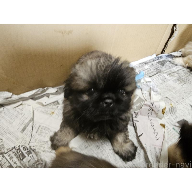 販売中の愛知県のペキニーズ-412809の6枚目