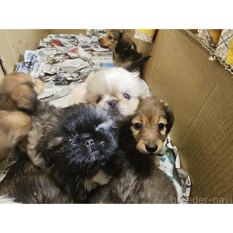 販売中の愛知県のミニチュアダックスフンド(ロングヘアード)-412814の3枚目