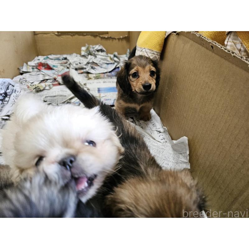 販売中の愛知県のミニチュアダックスフンド(ロングヘアード)-412816の5枚目