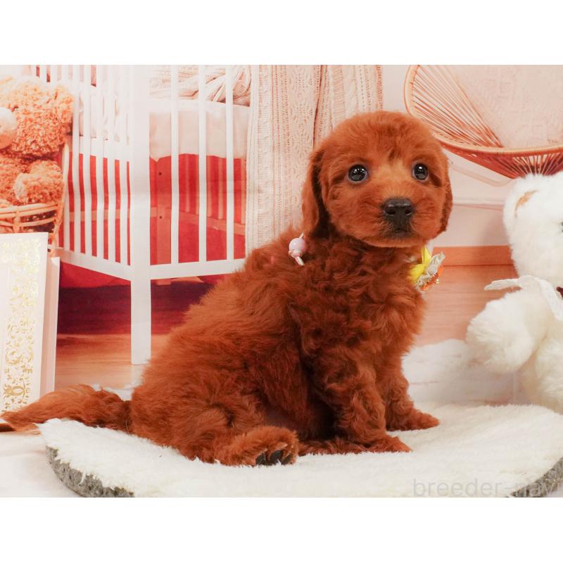 販売中の神奈川県のトイプードル-412831の11枚目