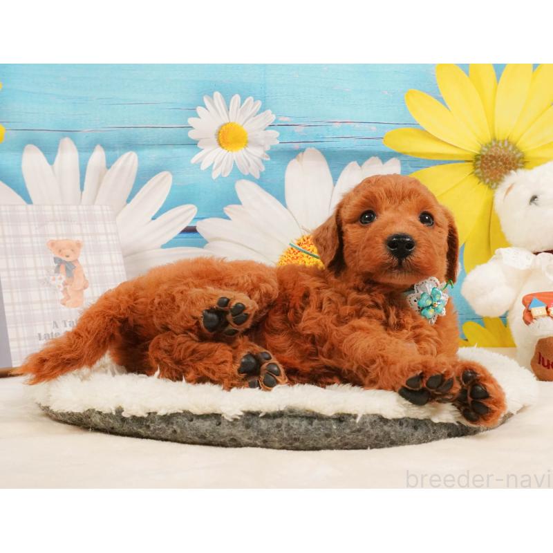 販売中の神奈川県のトイプードル-412835の10枚目
