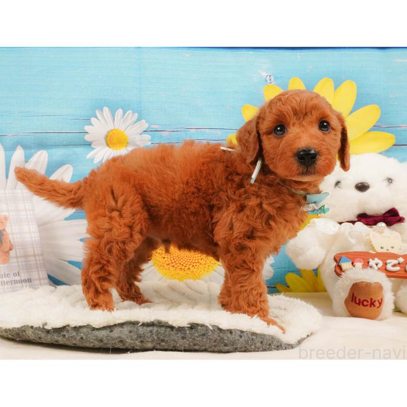 販売中の神奈川県のトイプードル-412835の9枚目