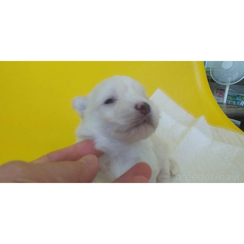 販売中の愛知県のポメマル:ポメラニアン×マルチーズ-409836の9枚目