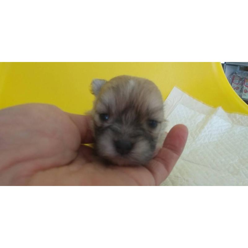 販売中の愛知県のポメマル:ポメラニアン×マルチーズ-409837の13枚目