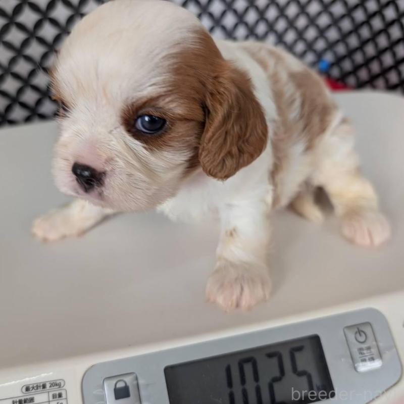 販売中の埼玉県のキャバリアキングチャールズスパニエル-412838の2枚目