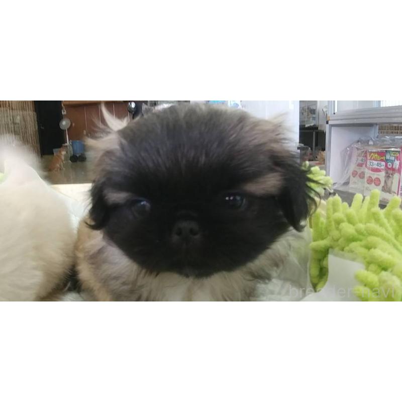 販売中の愛知県のペキニーズ-403733