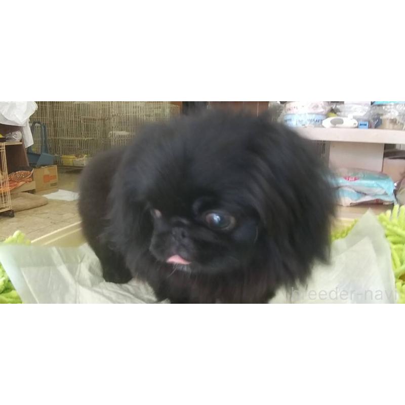 販売中の愛知県のペキニーズ-382289の3枚目