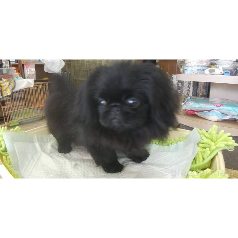 販売中の愛知県のペキニーズ-382289