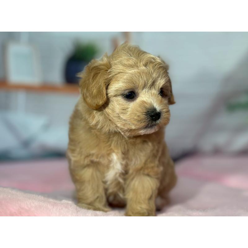 成約済の愛知県のミックス犬-411894の4枚目