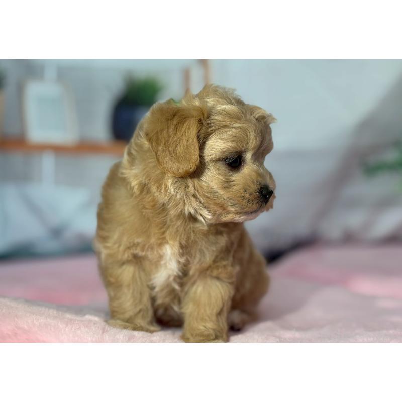 成約済の愛知県のミックス犬-411894の3枚目