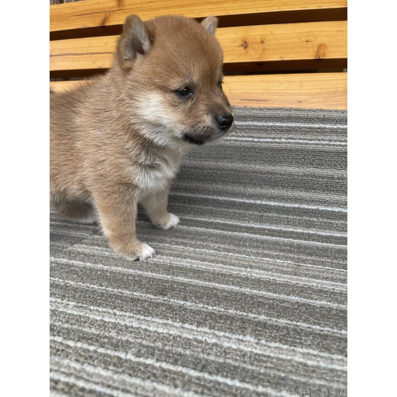 販売中の岡山県の柴犬-412841の4枚目