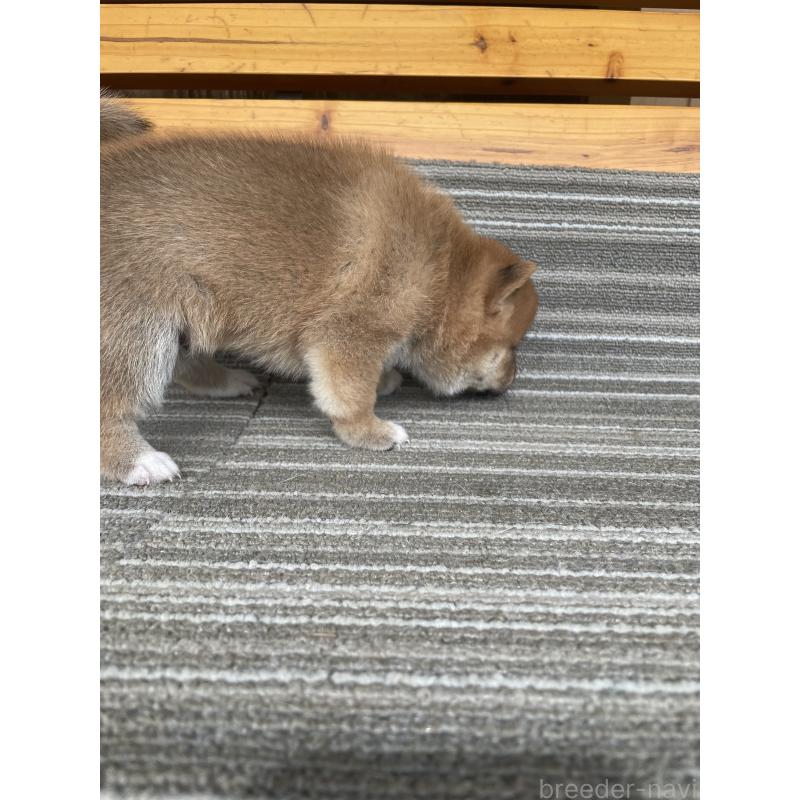 販売中の岡山県の柴犬-412841の3枚目