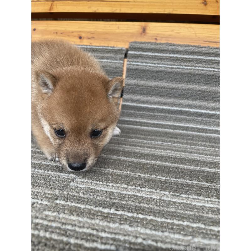 販売中の岡山県の柴犬-412841の2枚目