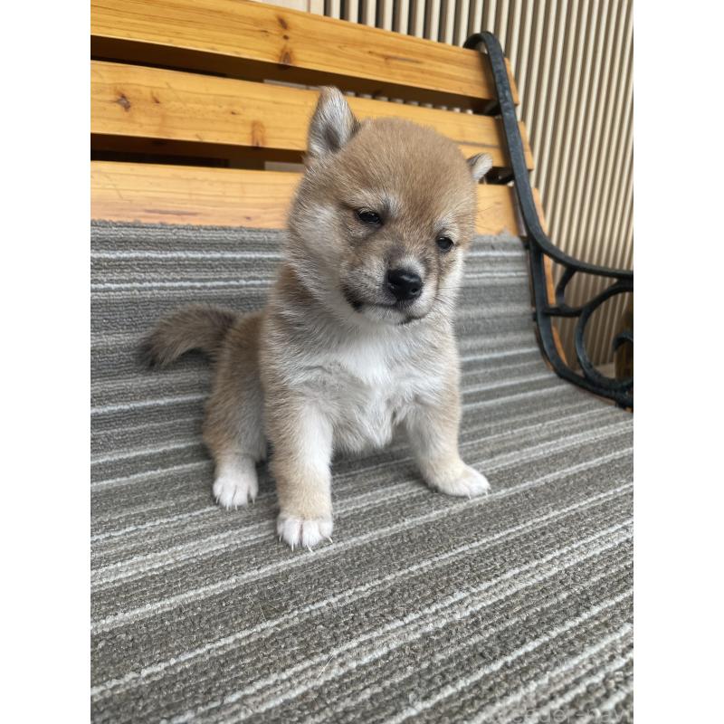 販売中の岡山県の柴犬-412846の6枚目