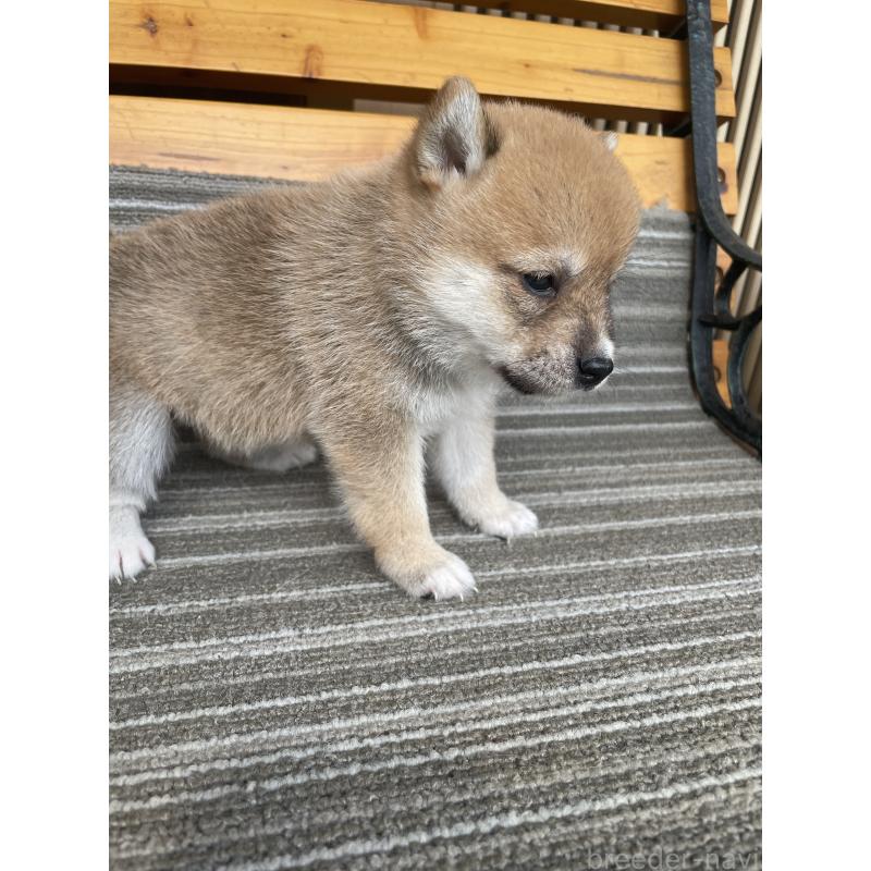 販売中の岡山県の柴犬-412846の5枚目