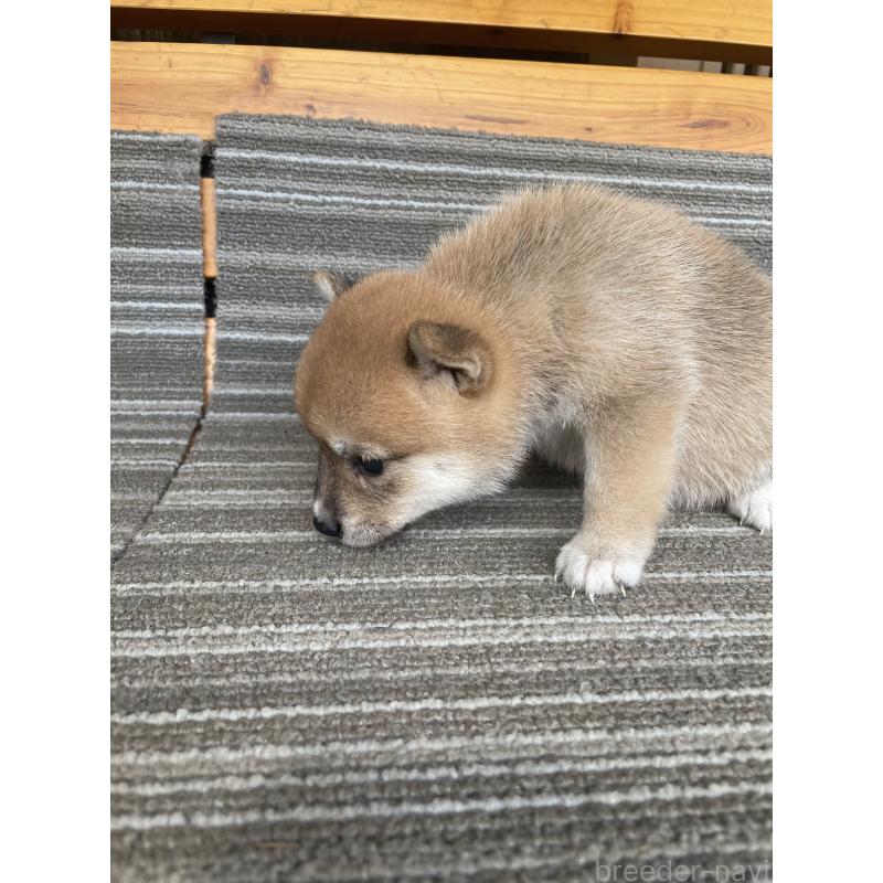 販売中の岡山県の柴犬-412846の4枚目