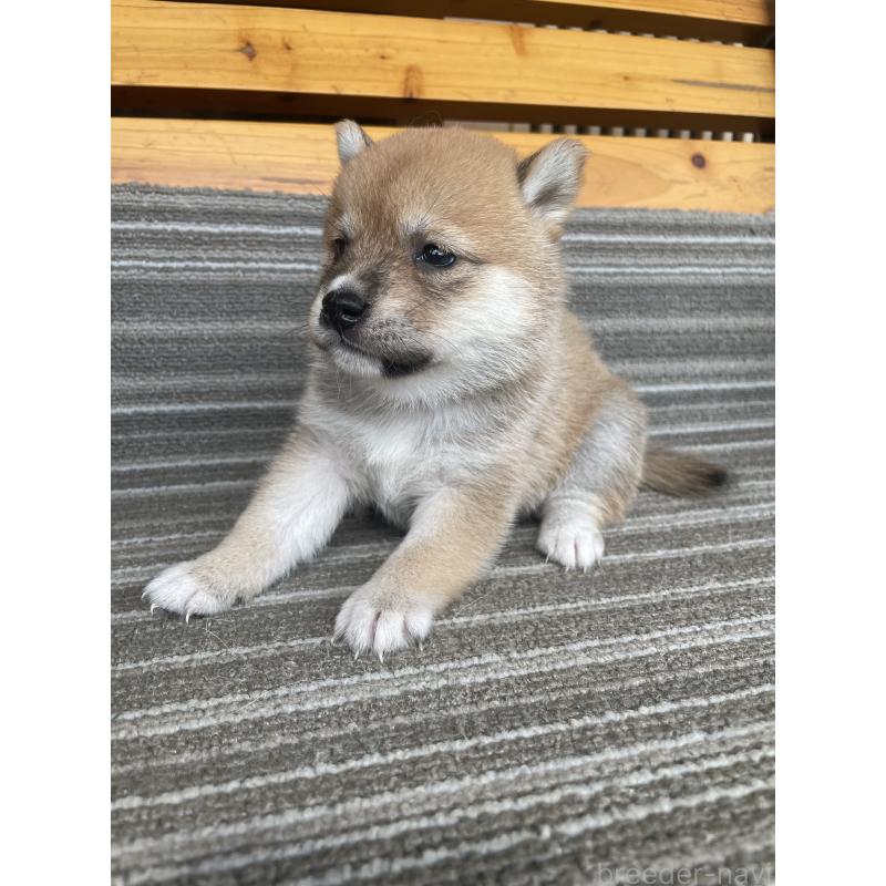 販売中の岡山県の柴犬-412846の3枚目