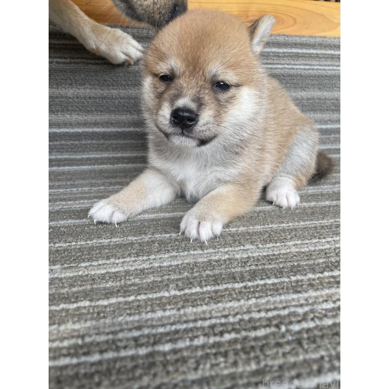 販売中の岡山県の柴犬-412846の2枚目