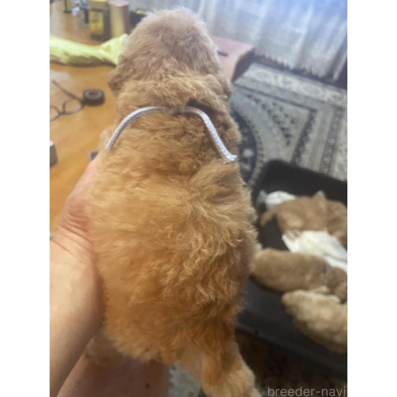 販売中の埼玉県のミックス犬-412851の2枚目