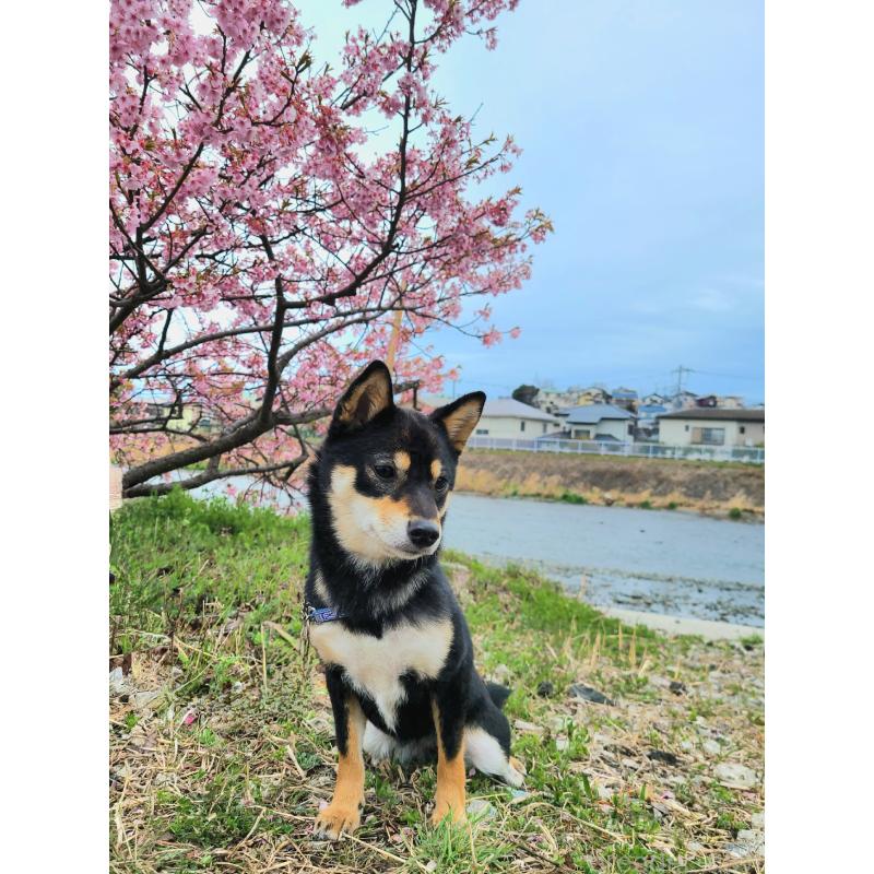 ちり子ちゃん1枚目