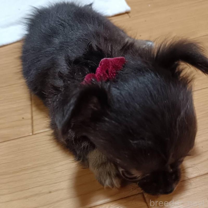 販売中の愛媛県のチワワ(ロングコート)-410103