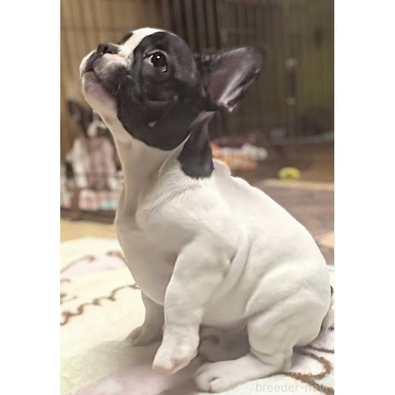 成約済の愛媛県のフレンチブルドッグ-406276の8枚目