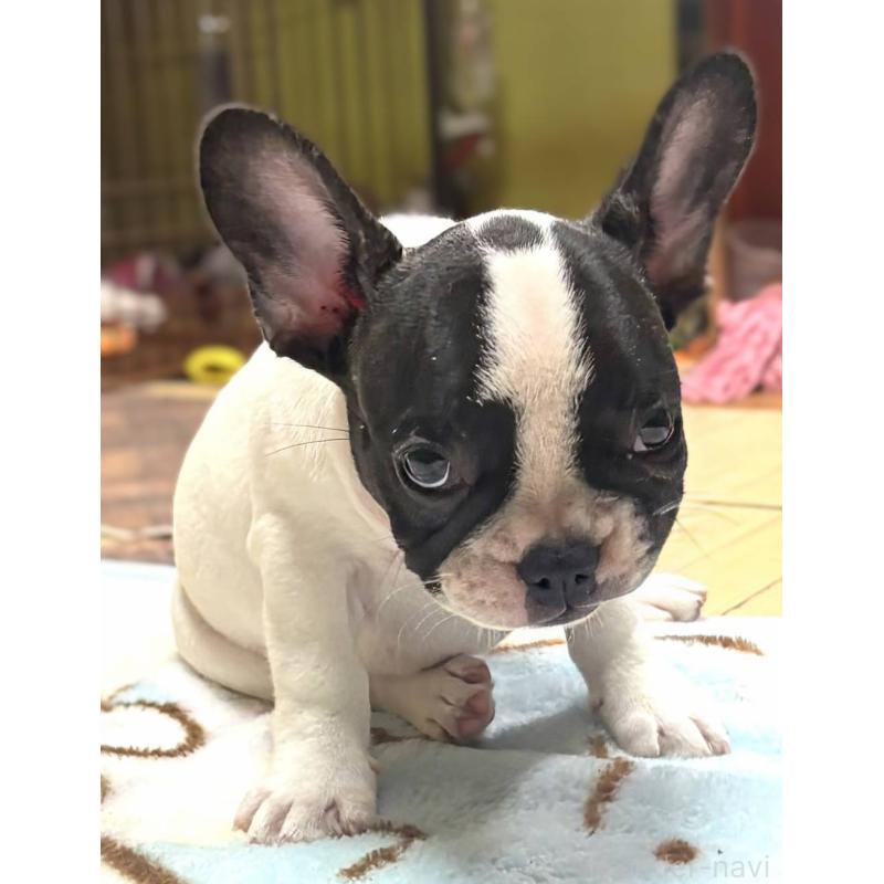 成約済の愛媛県のフレンチブルドッグ-406276の7枚目