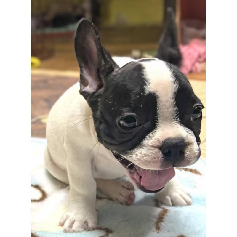 成約済の愛媛県のフレンチブルドッグ-406276の6枚目