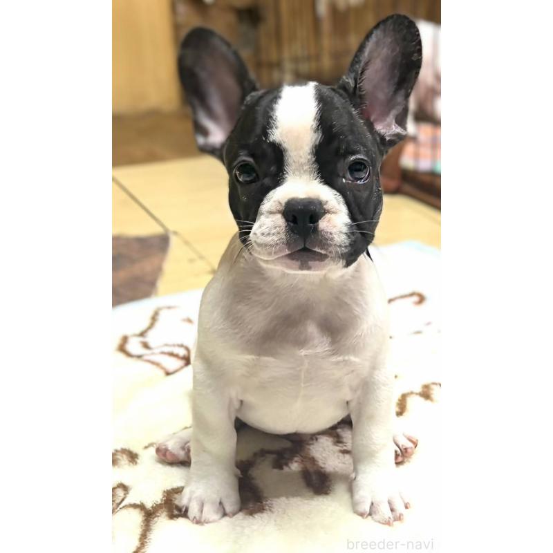 成約済の愛媛県のフレンチブルドッグ-406276の5枚目