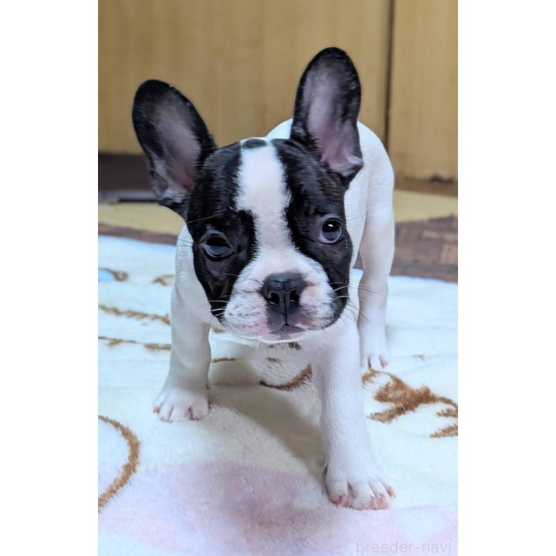 成約済の愛媛県のフレンチブルドッグ-406276の4枚目