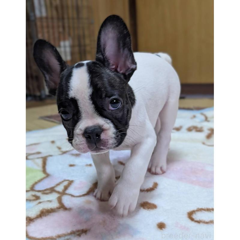 成約済の愛媛県のフレンチブルドッグ-406276の3枚目