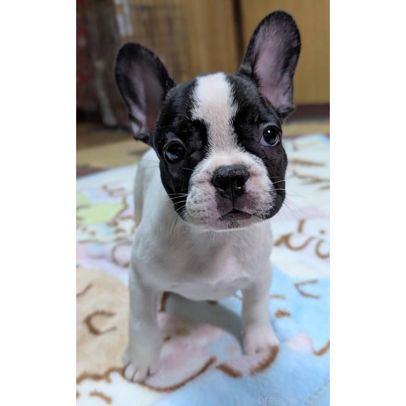 成約済の愛媛県のフレンチブルドッグ-406276の1枚目