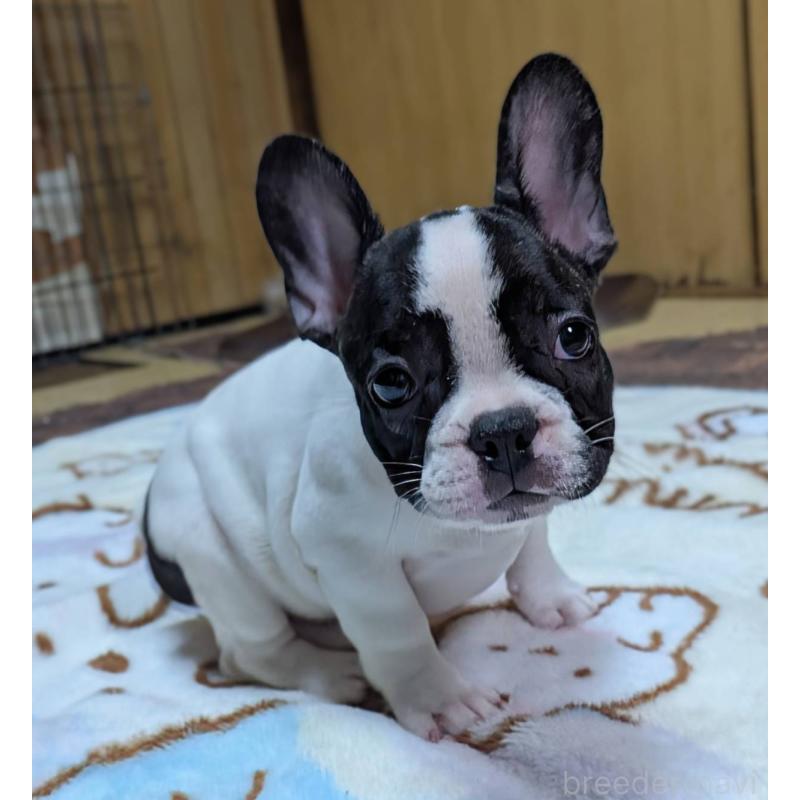成約済の愛媛県のフレンチブルドッグ-406276の2枚目