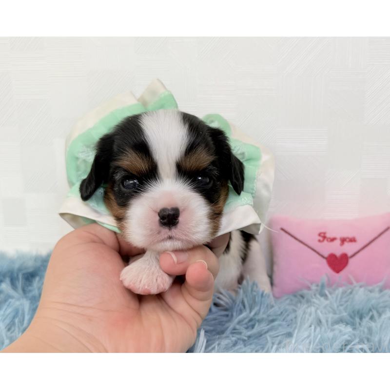 販売中の埼玉県のキャバリアキングチャールズスパニエル-412891の2枚目