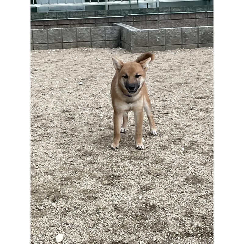 販売中の岡山県の柴犬-394573の3枚目