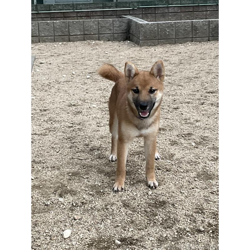 販売中の岡山県の柴犬-394573の2枚目