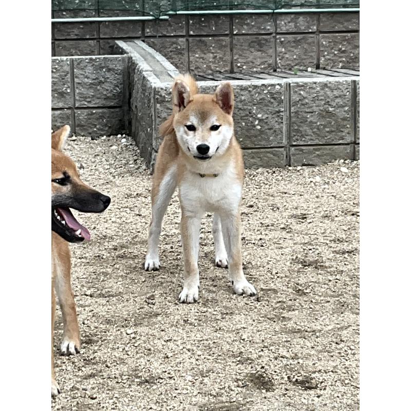 販売中の岡山県の柴犬-394575の4枚目