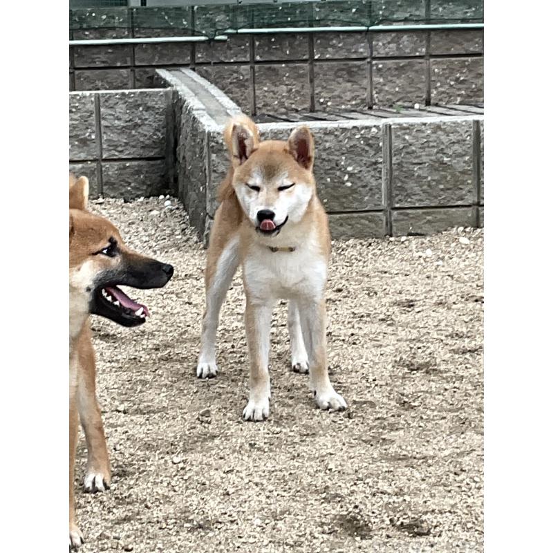 販売中の岡山県の柴犬-394575の3枚目