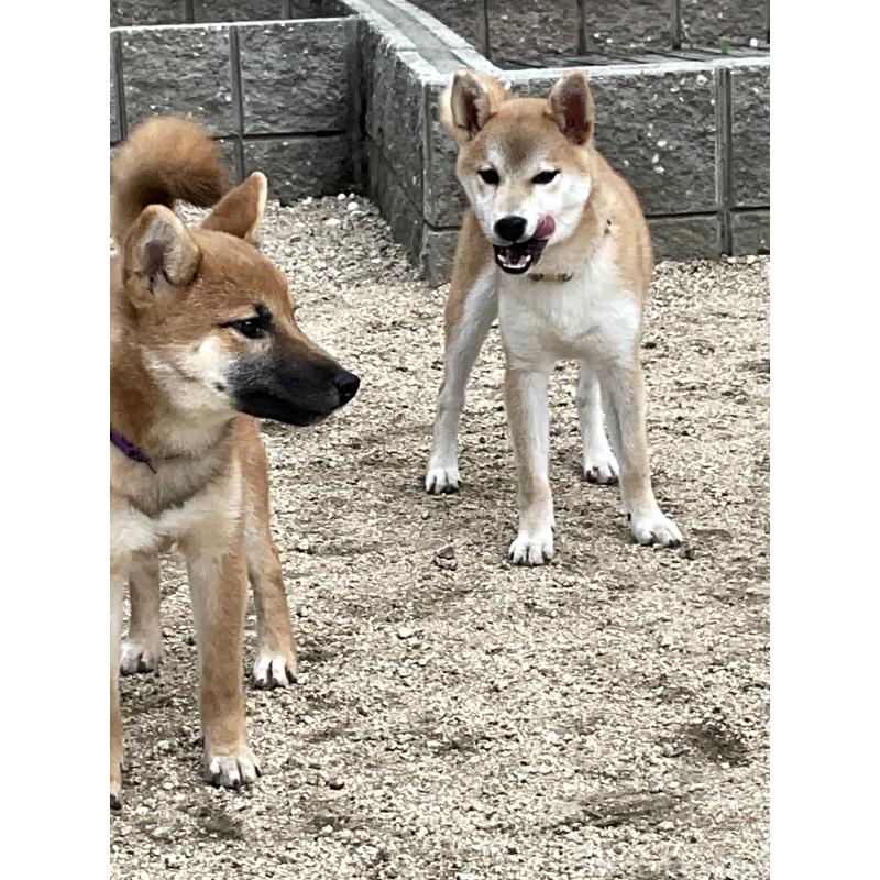 販売中の岡山県の柴犬-394575の2枚目