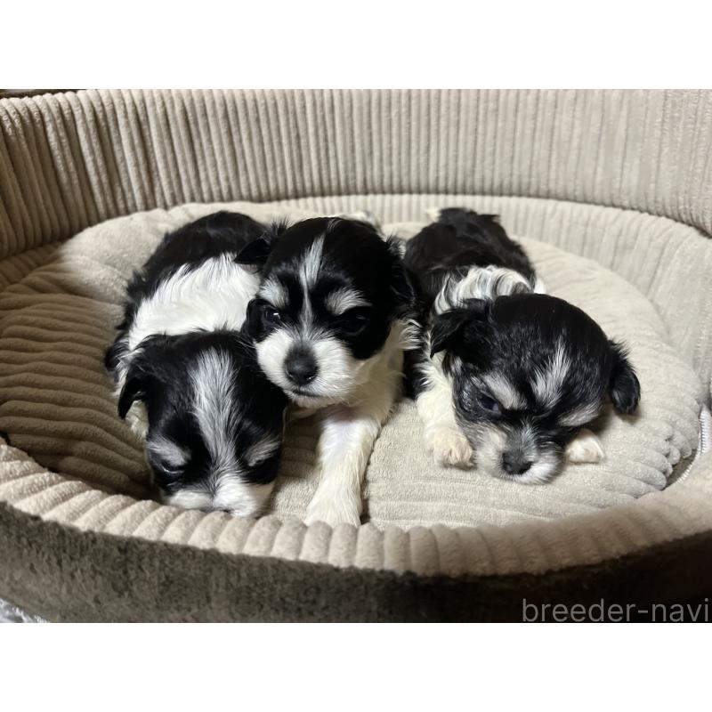 販売中の沖縄県のチワマル:チワワ×マルチーズ-412908の2枚目