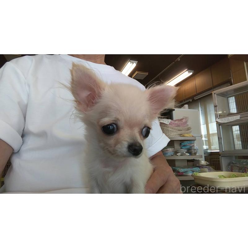 販売中の愛知県のチワワ(ロングコート)-382293の3枚目