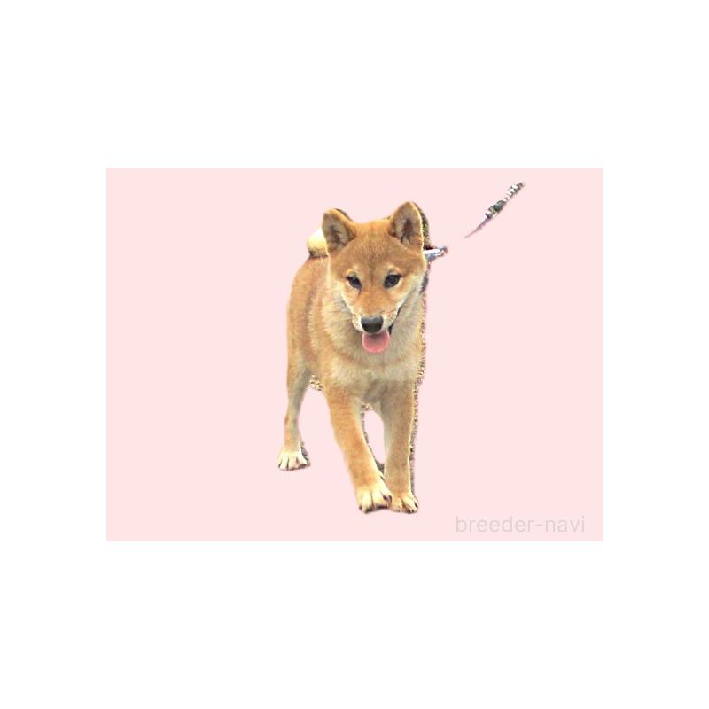 販売中の宮城県の柴犬-404336の7枚目