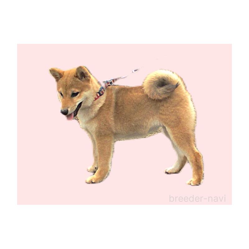 販売中の宮城県の柴犬-404336の6枚目