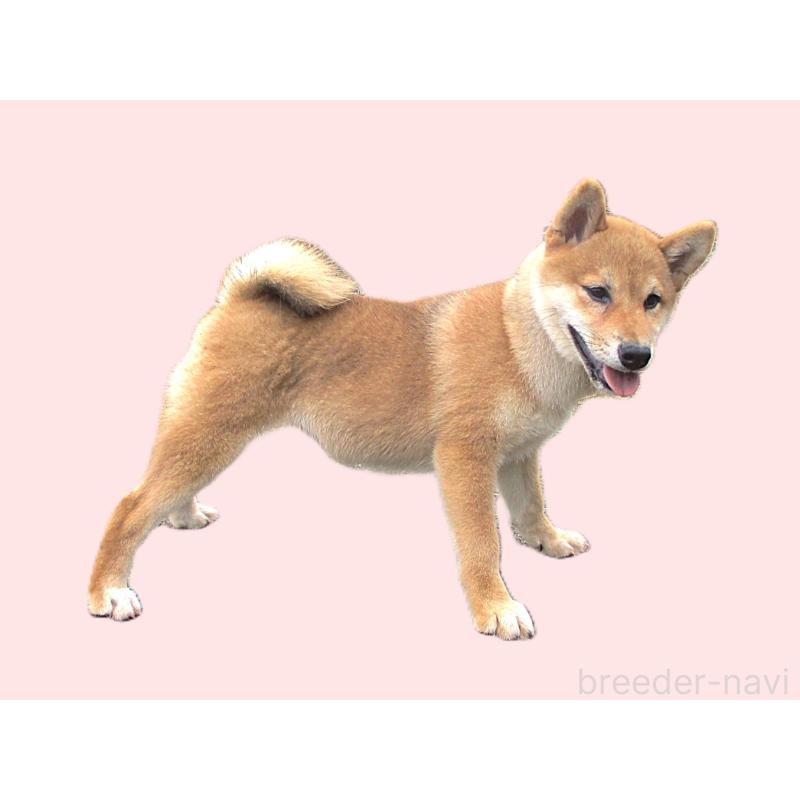 販売中の宮城県の柴犬-404336の4枚目